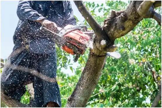 tree services Richardson